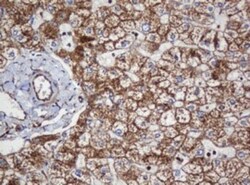 SERBP1 Antibody (OTI5G2), Novus Biologicals 0.1mL; Unlabeled:Antibodies,