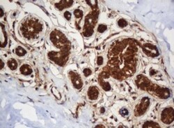 SERBP1 Antibody (OTI5G2), Novus Biologicals 0.1mL; Unlabeled:Antibodies,