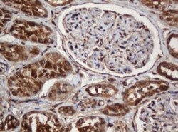 SERBP1 Antibody (OTI5G2), Novus Biologicals 0.1mL; Unlabeled:Antibodies,