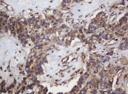 SERBP1 Antibody (OTI5G2), Novus Biologicals 0.1mL; Unlabeled:Antibodies,