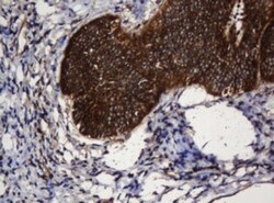 SERBP1 Antibody (OTI5G2), Novus Biologicals 0.1mL; Unlabeled:Antibodies,