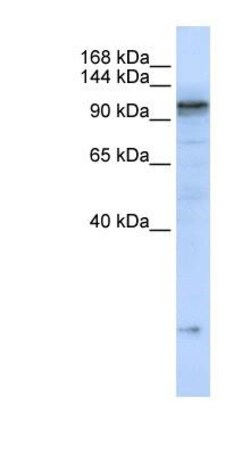 SERCA2 ATPase Antibody, Novus Biologicals 0.05mg; Unlabeled:Antibodies,