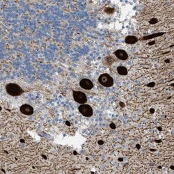 SERCA3 ATPase Antibody, Novus Biologicals 0.1mL; Unlabeled:Antibodies,