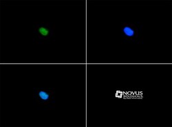 SERF1A Antibody - BSA Free, Novus Biologicals 0.1mL; Unlabeled:Antibodies,
