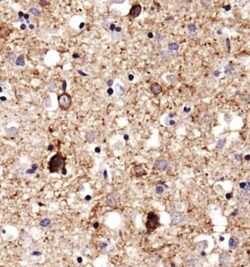 SERF1A Antibody - BSA Free, Novus Biologicals 0.1mL; Unlabeled:Antibodies,