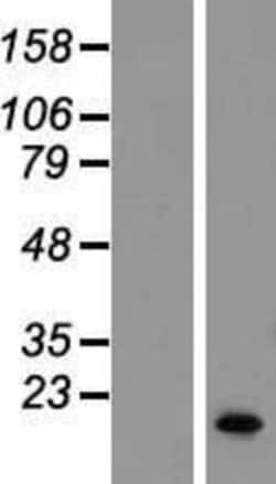 Novus Biologicals&trade;&nbsp;SERF1A Overexpression Lysate
