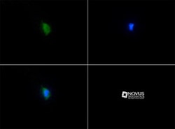 SERF2 Antibody - BSA Free, Novus Biologicals 0.1mL; Unlabeled:Antibodies,
