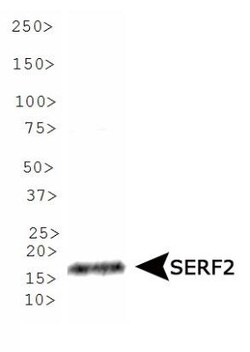 SERF2 Antibody - BSA Free, Novus Biologicals 0.1mL; Unlabeled:Antibodies,