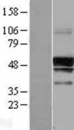 Novus Biologicals&trade;&nbsp;SERINC3 Overexpression Lysate