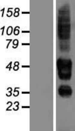 Novus Biologicals&trade;&nbsp;SERINC3 Overexpression Lysate