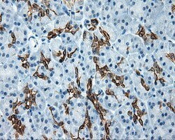 Serine racemase Antibody (OTI2E3), Novus Biologicals 0.1mL; Unlabeled:Antibodies,