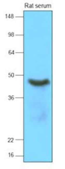 Serpin A12 Antibody (1C4) - BSA Free, Novus Biologicals 0.1mL; Unlabeled:Antibodies,