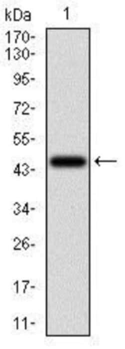 Serpin A7/TBG Antibody (1C3H11) - BSA Free, Novus Biologicals:Antibodies:Primary