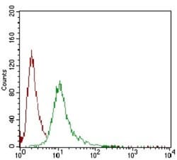 Serpin A7/TBG Antibody (5B11E9) - BSA Free, Novus Biologicals 0.025 mL,