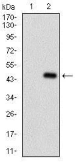 Serpin A7/TBG Antibody (5B11E9) - BSA Free, Novus Biologicals 0.025 mL,