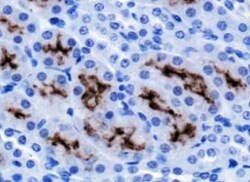 Serpin A8/Angiotensinogen Antibody - BSA Free, Novus Biologicals 0.2mL;