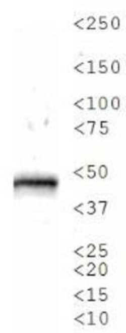 Serpin A8/Angiotensinogen Antibody - BSA Free, Novus Biologicals 0.2mL;