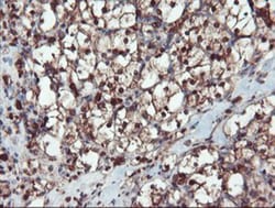 SERPINB1 Antibody (OTI3B4), Novus Biologicals 0.1mL; Unlabeled:Antibodies,