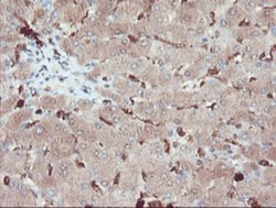 SERPINB1 Antibody (OTI3B4), Novus Biologicals 0.1mL; Unlabeled:Antibodies,