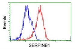 SERPINB1 Antibody (OTI3B4), Novus Biologicals 0.1mL; Unlabeled:Antibodies,