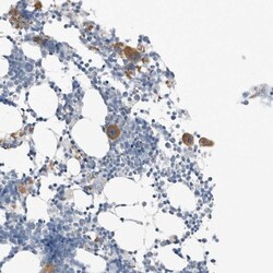 SerpinB7 Antibody, Novus Biologicals 0.1mL; Unlabeled:Antibodies, Polyclonal