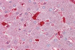 Serpin C1/Antithrombin-III Antibody, Novus Biologicals 20&mu;L; Unlabeled:Antibodies,
