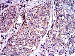 Serpin E1/PAI-1 Antibody (1D5) - BSA Free, Novus Biologicals:Antibodies:Primary