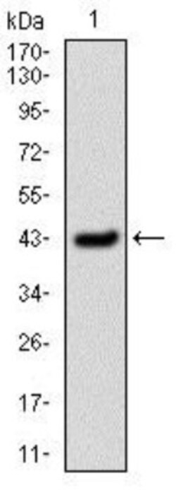 Serpin E1/PAI-1 Antibody (1D5) - BSA Free, Novus Biologicals:Antibodies:Primary