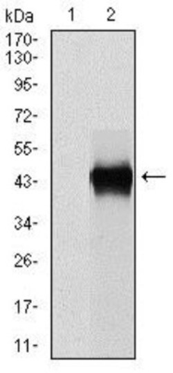 Serpin E1/PAI-1 Antibody (1D5) - BSA Free, Novus Biologicals:Antibodies:Primary