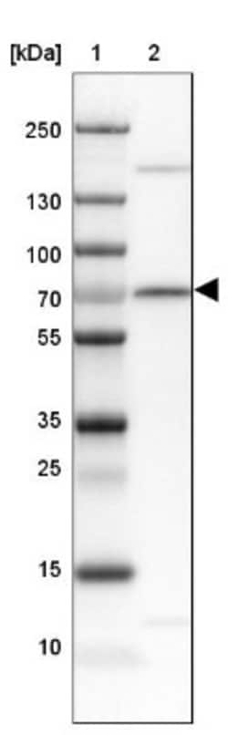 Serum Response Factor SRF Antibody, Novus Biologicals 25 &mu;L; Unlabeled:Antibodies,