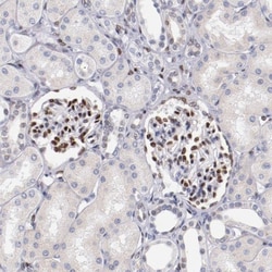Serum Response Factor SRF Antibody, Novus Biologicals 25 &mu;L; Unlabeled:Antibodies,