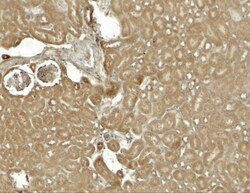 SESN2 Antibody - BSA Free, Novus Biologicals 0.025 mg, Unlabeled:Antibodies,