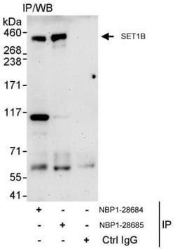 SET1B Antibody, Novus Biologicals 0.1mg; Unlabeled:Antibodies, Polyclonal