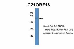 SETD4 Antibody, Novus Biologicals 20&mu;L; Unlabeled:Antibodies, Polyclonal