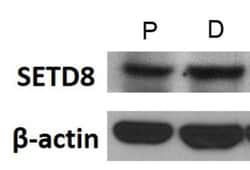 SETD8 Antibody - BSA Free, Novus Biologicals:Antibodies:Primary Antibodies