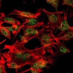 SETDB1 Antibody (5H6A12), Novus Biologicals 0.1mL; Unlabeled:Antibodies,