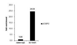 SETDB1 Antibody, Novus Biologicals 0.1mL; Unlabeled:Antibodies, Polyclonal
