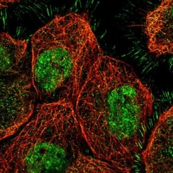 SETDB1 Antibody, Novus Biologicals 0.1mL; Unlabeled:Antibodies, Polyclonal