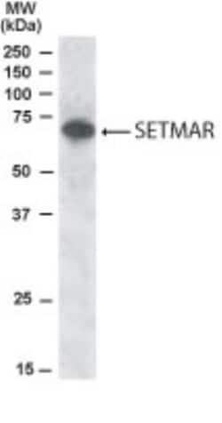 SETMAR Antibody, Novus Biologicals 0.1mg; Unlabeled:Antibodies, Polyclonal