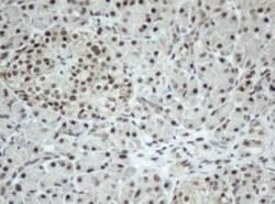 SF3A1 Antibody (OTI3F4), Novus Biologicals 0.1mL; Unlabeled:Antibodies,