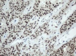 SF3A1 Antibody (OTI3F4), Novus Biologicals 0.1mL; Unlabeled:Antibodies,