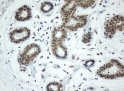 SF3A1 Antibody (OTI3F4), Novus Biologicals 0.1mL; Unlabeled:Antibodies,