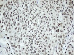 SF3A1 Antibody (OTI3F4), Novus Biologicals 0.1mL; Unlabeled:Antibodies,