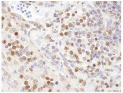 SF3A1 Antibody, Novus Biologicals 0.1mL; Unlabeled:Antibodies