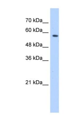 SF3A3 Antibody, Novus Biologicals:Antibodies:Primary Antibodies