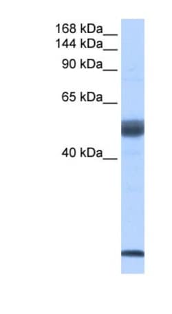 SF3B14 Antibody, Novus Biologicals:Antibodies:Primary Antibodies