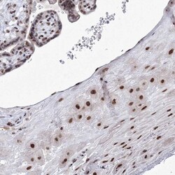 SF3B14 Antibody, Novus Biologicals:Antibodies:Primary Antibodies