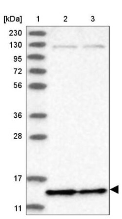 SF3B14 Antibody, Novus Biologicals 0.1mL; Unlabeled:Antibodies, Polyclonal