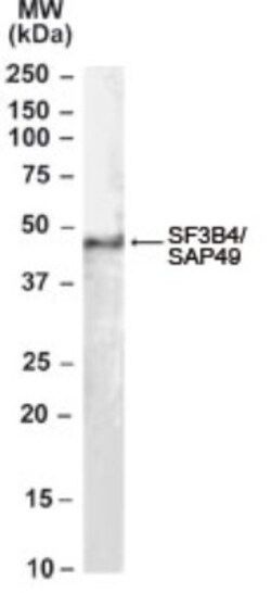 SF3B4 Antibody, Novus Biologicals 0.1mg; Unlabeled:Antibodies, Polyclonal