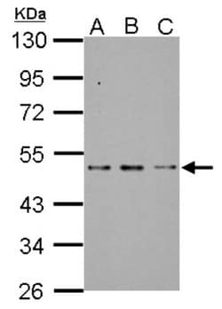 SF3B4 Antibody, Novus Biologicals 0.1mL; Unlabeled:Antibodies, Polyclonal